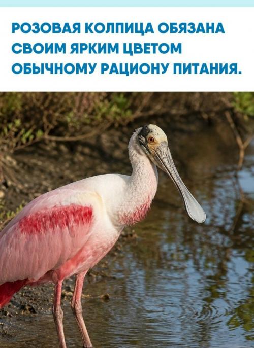 Розовая колпица относится к семейству ибисовых и населяет территории южной и центральной Америки.  