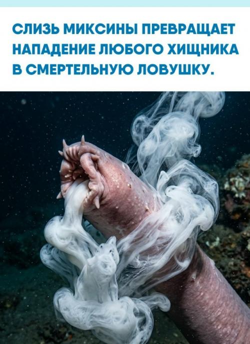 На глубине трёхсот метров акула - катран совершила роковую ошибку, решив атаковать миксину.  