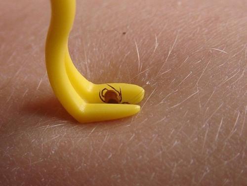 Как уберечь себя от клещей. 06