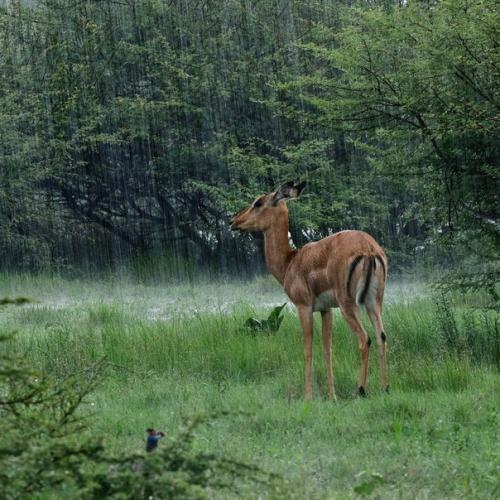 Жизнь грациозных леопардов на фото. 07