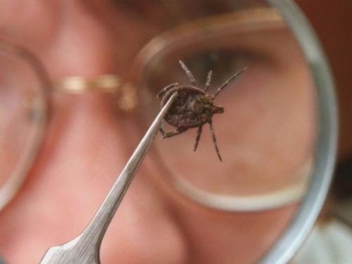 Как уберечь себя от клещей. 03