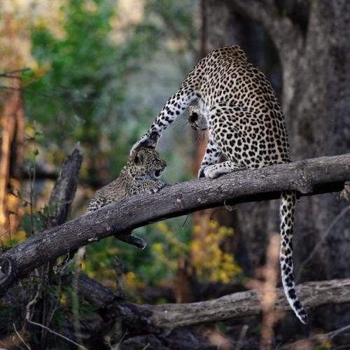 Жизнь грациозных леопардов на фото. 01
