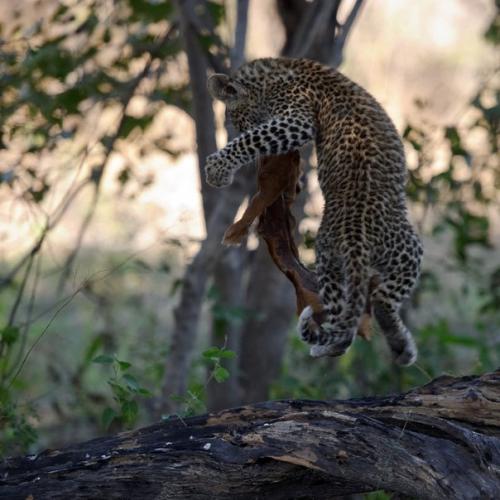 Жизнь грациозных леопардов на фото. 03