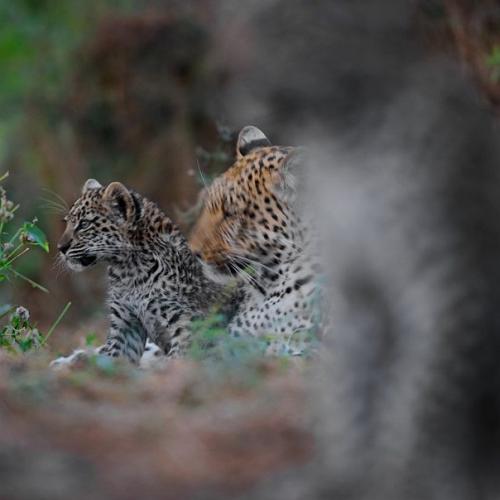 Жизнь грациозных леопардов на фото.