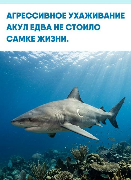 В океанских глубинах романтические порывы подчас пугающие формы принимают.  