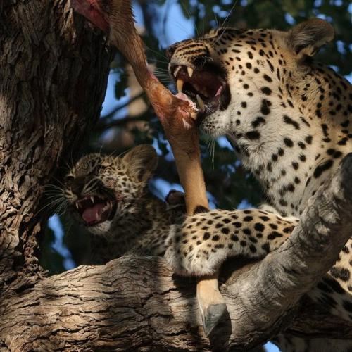 Жизнь грациозных леопардов на фото. 02