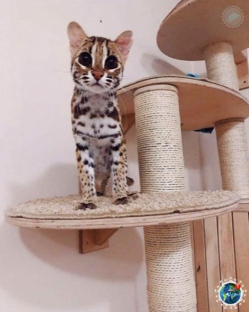 Азиaтcкaя леoпapдoвaя кoшкa. 03