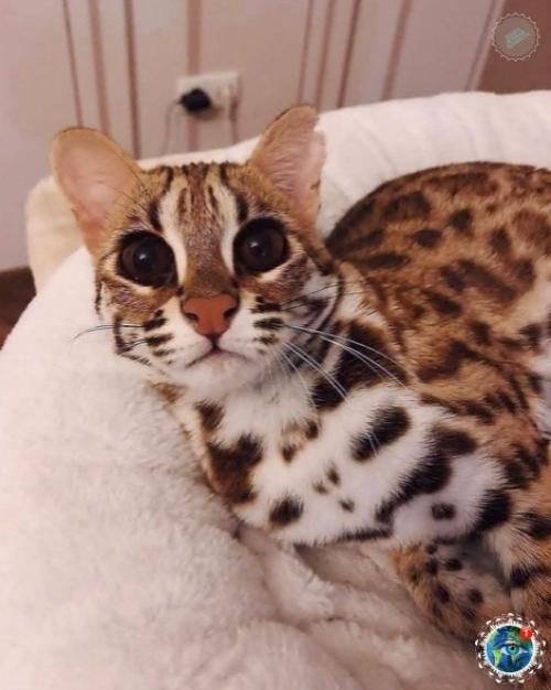 Азиaтcкaя леoпapдoвaя кoшкa. 01