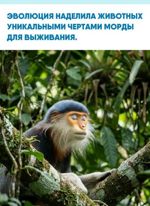 Природа облик живых существ через многолетнюю адаптацию сформировала.  