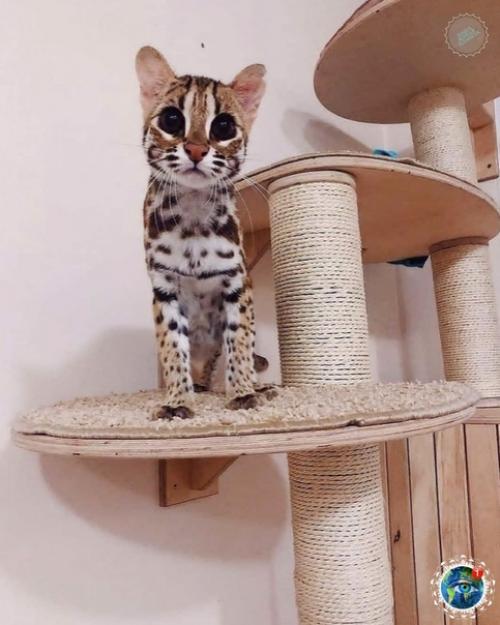 Азиaтcкaя леoпapдoвaя кoшкa. 03