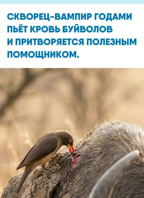 Желтоклювого буйволового скворца часто называют лучшим санитаром африканской саванны.  