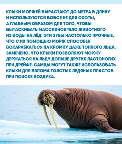 Моржи - пример того, как устройства для адаптации становятся частью социальной структуры вида. 01