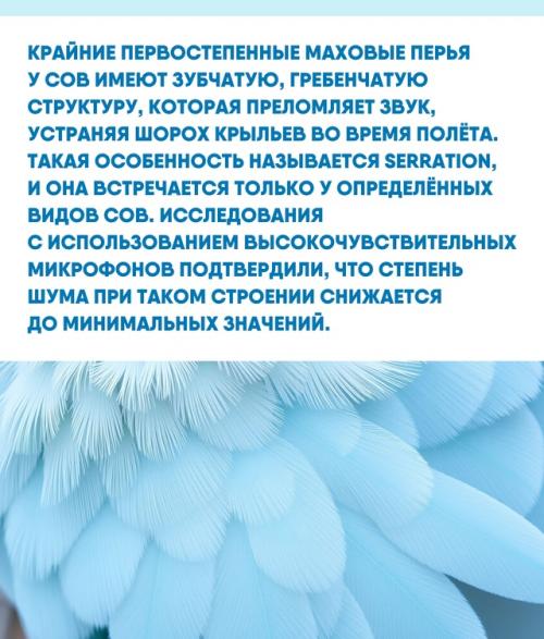 Абсолютная тишина при полёте - залог успешной охоты сов. 01