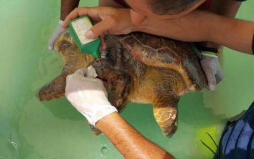 14 июня на одном из пляжей Ливана отдыхающие до полусмерти замучили головастую морскую черепахау или черепаху каретту.