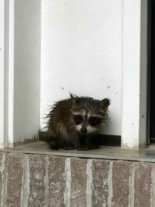 После проливного дождя в Массачусетсе у самого порога дома обнаружили крошечного енота - мокрого и беззащитного. 01