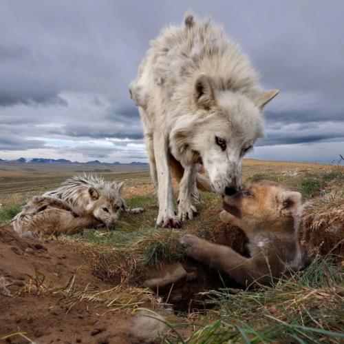Фотоловушка сняла настоящий блокбастер тундрового разлива - в кадр попала целая семья арктических волков, и, похоже, у них был семейный выходной. 03