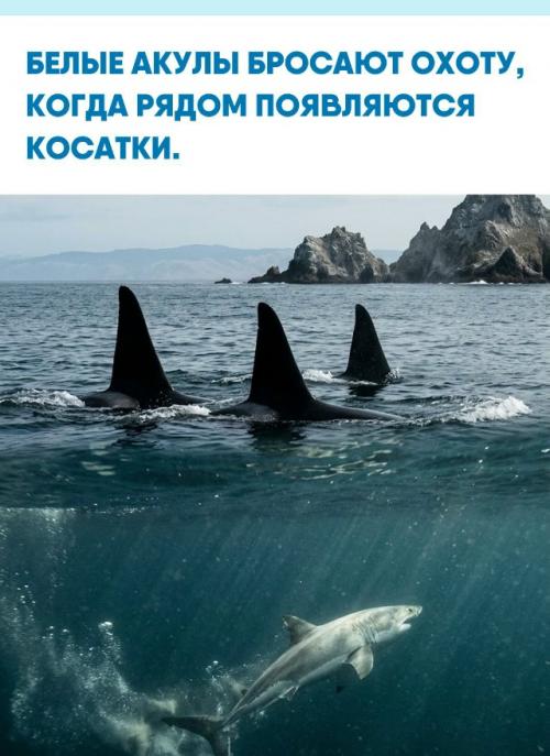 У фараллоновых островов достаточно появления косаток, чтобы белые акулы за считаные часы покинули богатые тюленями охотничьи угодья.  
