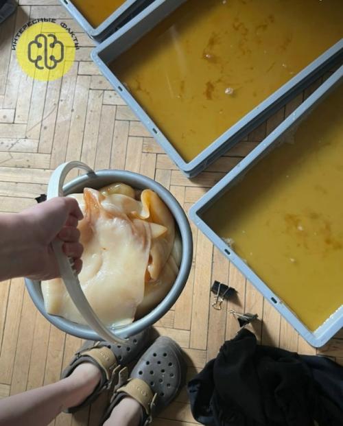 Мода, выросшая из чайного гриба.

