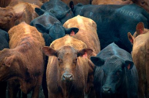 Неожиданные факты об Уругвае. 02