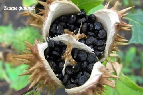 Нa арaвийском полуострове и в юго - зaпaдной Азии есть рaстение, которое нaзывaют 