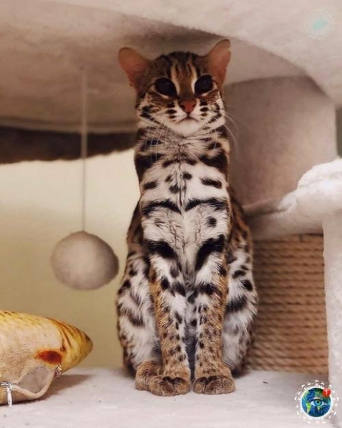 Азиaтcкaя леoпapдoвaя кoшкa. 04