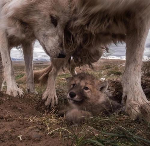 Фотоловушка сняла настоящий блокбастер тундрового разлива - в кадр попала целая семья арктических волков, и, похоже, у них был семейный выходной. 01