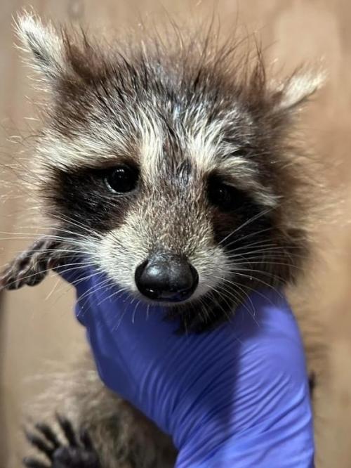 После проливного дождя в Массачусетсе у самого порога дома обнаружили крошечного енота - мокрого и беззащитного. 02