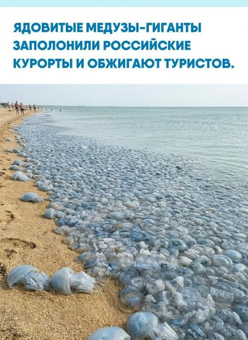 В краснодарском крае и приморье всё чаще встречают огромных корнеротов: скопления замечены в азовском и чёрном морях, а также у амурского залива.  
