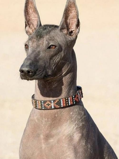 Ксолоитцкуи нтли - одна из самых древних пород на Земле. 02