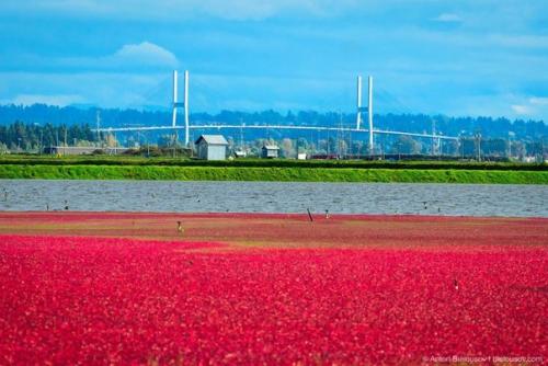 Сбор урожая клюквы в Канаде.
