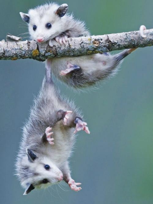 Опоссум - это вовсе не странный зверёк, которого стоит бояться, а один из самых полезных Соседей в дикой природе. 05