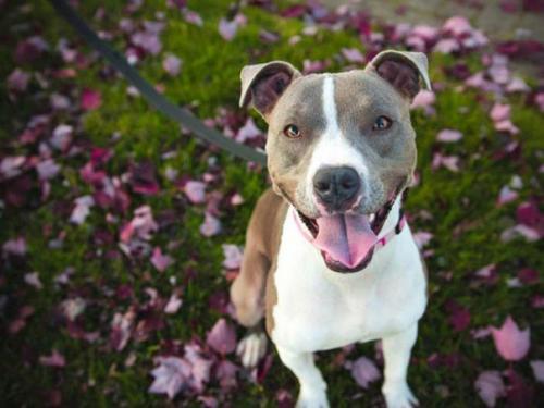 Удивительные запреты разных стран. 08