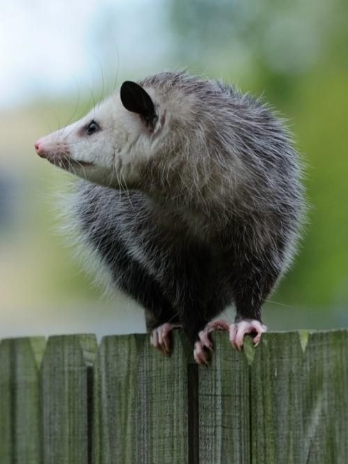 Опоссум - это вовсе не странный зверёк, которого стоит бояться, а один из самых полезных Соседей в дикой природе. 09
