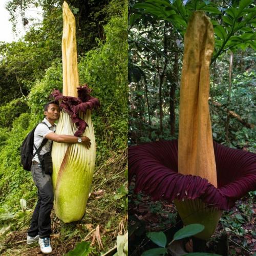 На фото - аморфофаллус титанический, тропическое растение из семейства ароидных, эндемик индонезийского острова Суматра.