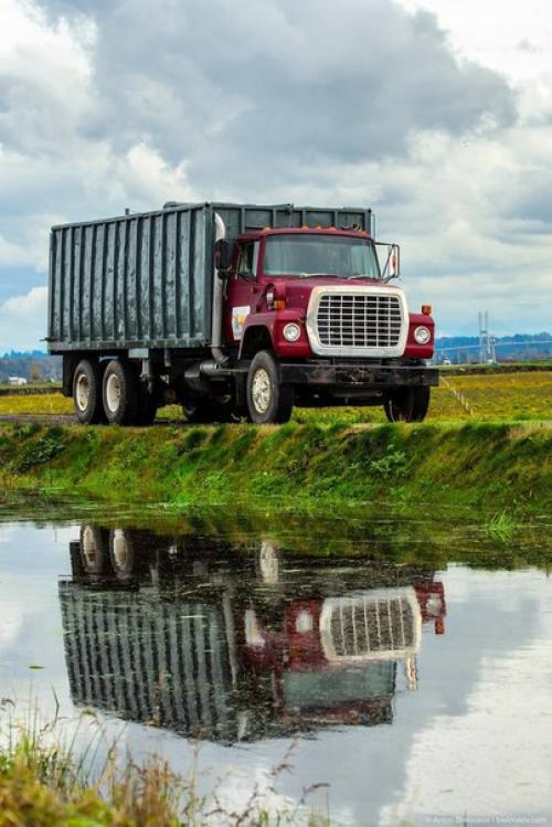 Сбор урожая клюквы в Канаде. 05