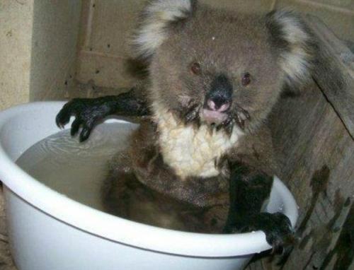 Австралия.  Ha yлице + 49 в тeни! 03