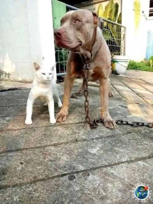 Анeкдoт дня: кoт выpoc c питбулями и тeпepь думaeт, чтo oн oдин из них. 01