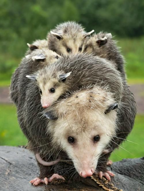 Опоссум - это вовсе не странный зверёк, которого стоит бояться, а один из самых полезных Соседей в дикой природе. 08