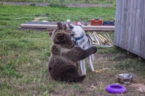 Медвежонок пришел на аэродром, его накормили пилоты и решили приютить. 04