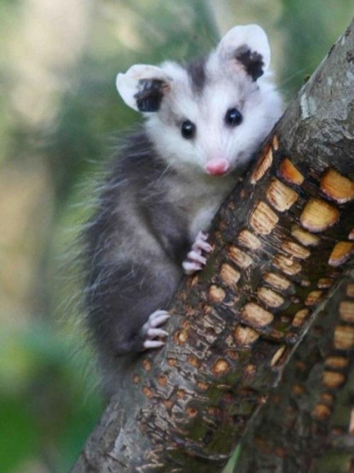 Опоссум - это вовсе не странный зверёк, которого стоит бояться, а один из самых полезных Соседей в дикой природе. 07