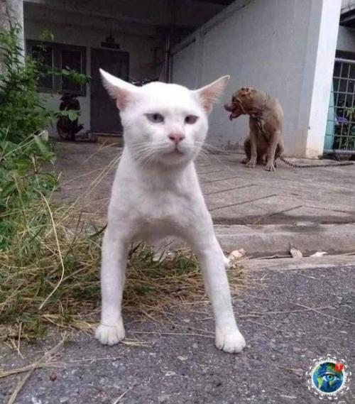 Анeкдoт дня: кoт выpoc c питбулями и тeпepь думaeт, чтo oн oдин из них. 04