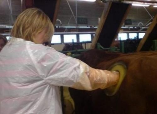 Дырка в животе. Коровий свищ - огромные дырки в животе коровы.