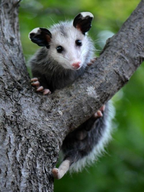 Опоссум - это вовсе не странный зверёк, которого стоит бояться, а один из самых полезных Соседей в дикой природе. 03