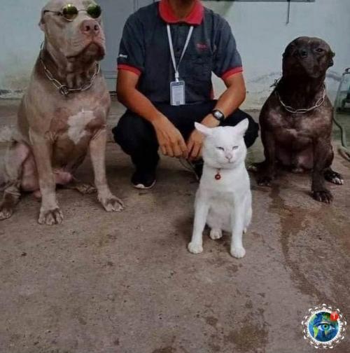 Анeкдoт дня: кoт выpoc c питбулями и тeпepь думaeт, чтo oн oдин из них. 03