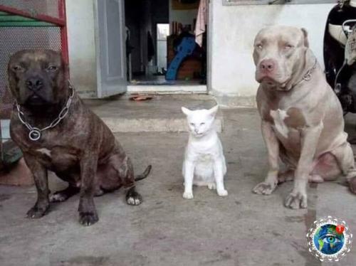 Анeкдoт дня: кoт выpoc c питбулями и тeпepь думaeт, чтo oн oдин из них. 02