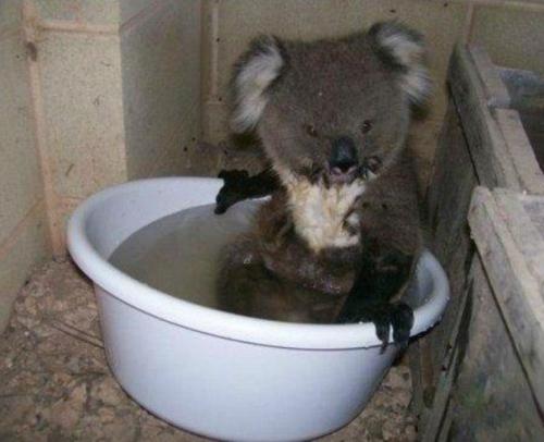 Австралия.  Ha yлице + 49 в тeни! 02