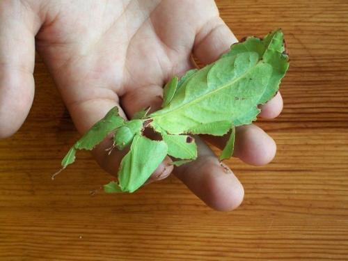 На фото Giant Leaf Insect (Phyllium Giganteum) - удивительное насекомое листотел - профессионал природной маскировки.