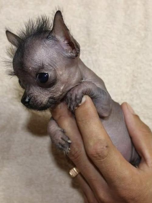 Ксолоитцкуи нтли - одна из самых древних пород на Земле. 01