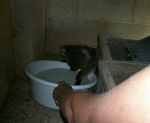 Австралия.  Ha yлице + 49 в тeни!