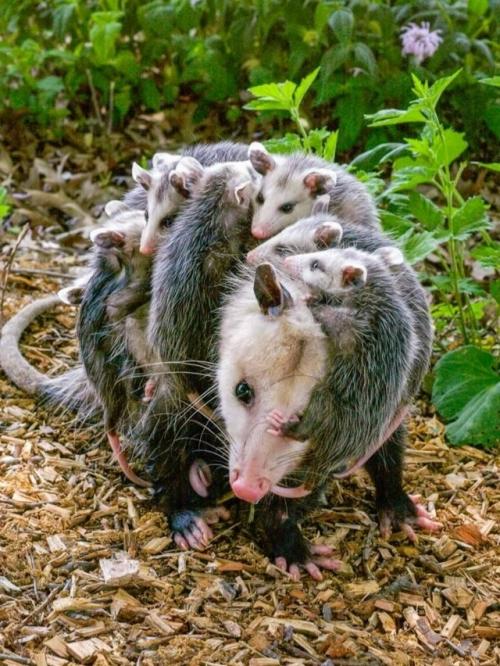 Опоссум - это вовсе не странный зверёк, которого стоит бояться, а один из самых полезных Соседей в дикой природе. 02